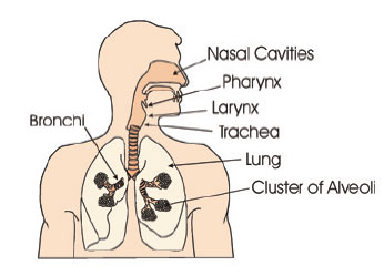 Diagram of respiratory system