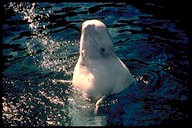 beluga whale with head out of water