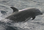 Bottlenose Dolphin jumping out of water