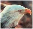 bald eagle