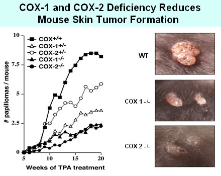 Effects of COX deficiency on skin tumor numbers and morphology