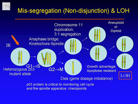 Mechanisms for LOH: Mis-segregation and Aneuploidy.