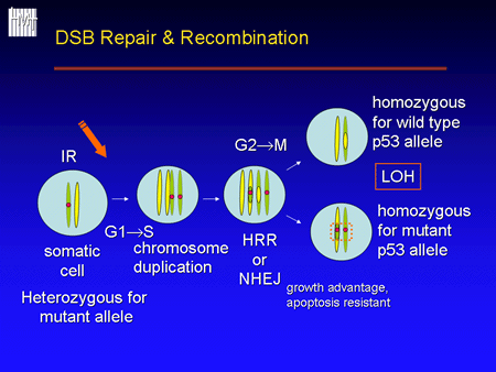 Mechanisms for LOH: DSB Break Repair and Recombination.