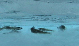 Arctic Cod resting in an ice gap