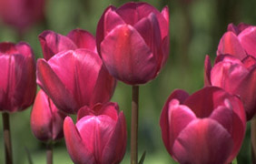 I saw more tulips in Skagit County than I did in Holland. Hundreds of acres! Absolutely unbelievable.