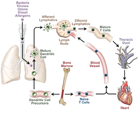 Lung-lymph