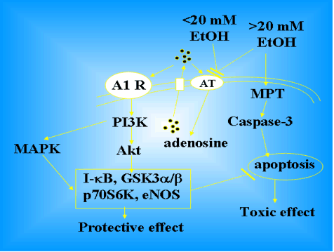 Bimodal action of ethanol on HUVEC. AT, adenosine transporter; A1 R, adenosine A1 receptor.