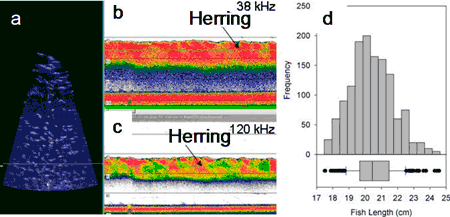 Comparison of DIDSON and traditional echosounder images