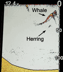 A humpback whale feeds on a school herring as seen through a traditional echosounder. 
