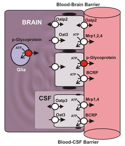 the blood-brain and blood-cerebrospinal fluid (CSF) barriers