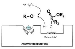 Esteric binding