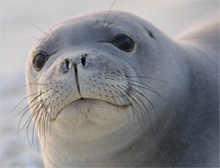 hawaiian monk seal