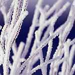 Snow covers stems of grass.