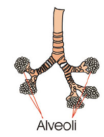 Diagram of Alveoli