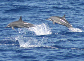 Spinner Dolphins