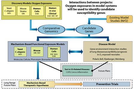 Discovery Models: Oxygen Exposures (Yeast/C. elegans, Mouse strains, Human cells, Human in vivo/Clinical) heads to Comparative Genomics. Both Comparative Genomics and Existing Model Studies head to Candidate Genes. Candidate Genes leads to two sections: Mechanism-Based Functional Exposure Models (Yeast/C. elegans, Mouse, Human cells) and Disease Model (Gene-environment interaction studies of lung disease, susceptibility/prognosis in O2-exposed neonates). The double arrow indicates that the two sections are interconnected. Mechanism-Based Functional Exposure Models and Disease Model lead to Test in OS-Related Diseases, which will occur in the future. Mechanism-Based Functional Exposure Models also leads to Mechanism-Based Therapeutic Hypotheses, which in turn, leads to Prevention Trial. The latter two indicate long-range future plans.