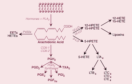 Cyclooxygenase-derived eicosanoids and other arachidonic acid metabolites