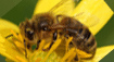 State Bug - The Honeybee