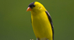 State Bird - The Eastern Goldfinch