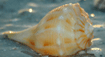 State Shell - The Knobbed Whelk