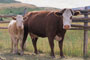 Two cows standing next to a wooden fence.