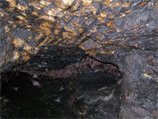 Bats on cave ceiling