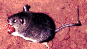 Mastomys rodent 