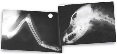 Water Dog owners’ veterinarians take X rays of their dogs. Georgie Project scientists record precise measurements of bone shape and size. The round circle (top, right) is a quarter coin used to calibrate the image.