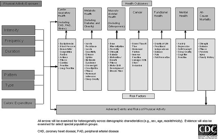 Figure F.1 shows the conceptual framework CDC developed to guide the literature search for scientific articles on physical activity and health. CDC staff searched for articles covering a range of selected topics on 8 health outcomes and on adverse events and risks that are particularly relevant to understanding the effects of physical activity. Searches also related to specific characteristics of physical activity, such as intensity and frequency, to these outcomes.