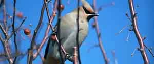 bohemian waxwing perched in shrub branches, with blue sky behind