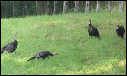 Wild turkeys on the Gambrill Farm