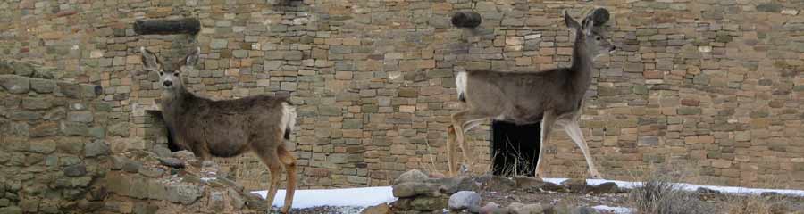 Deer in front of kiva courtesy of ranger CJ Owen