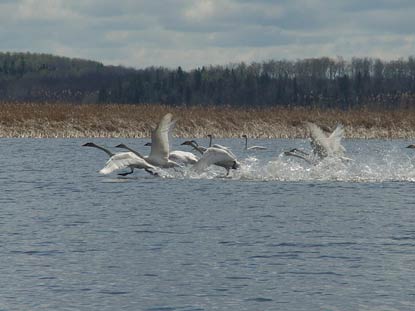 Swans prepare to take off from a lake in Voyageurs National Park