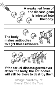 A weakened form of the disease germ is injected into the body.  The body makes antibodies to fight these invaders. If actual disease germs ever attack the body, the antibodies will still be there to destroy them.