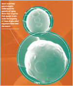 Yeast could help gerontologists understand the genetics of aging. More than 14 genes that appear to promote the longevity of these single-celled organisms have been discovered.