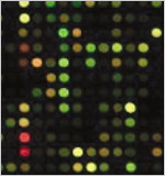 Photograph of microarrays