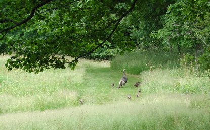 A turkey and several poults walk along a mowed path.