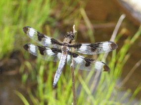 Picture of a Twelve-spotted Skimmer Dragonfly