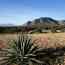 Yucca and grasslands, Coronado National Memorial