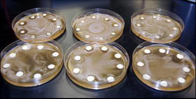 Biocide testing in petri dishes.