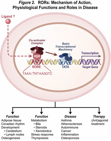 Figure 2: A diagram depicting ROR mechanism of action, physiological functions and roles in disease