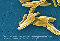 Tuberculosis Bacteria