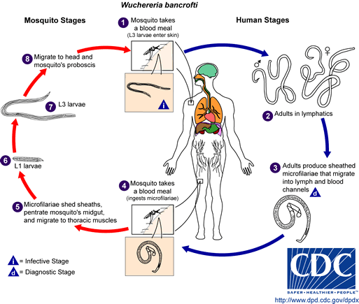 Life cycle of Wuchereria bancrofti