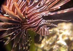 Profile of a lionfish showing the distinctive fleshy tentacles