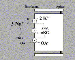 Basolateral uptake from the blood into the cells of the proximal tubule