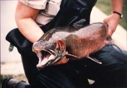 Steelhead fish