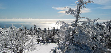 Snow-covered trees with ocean view