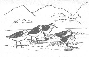 shorebirds
