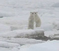 polar bear cubs on ice