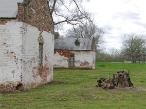 Video location – Tree  stump at Magnolia Plantation